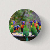 Farbenfrohe Regenbogen-Lorikeet-Papageien essen Button (Vorderseite)