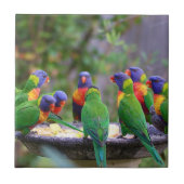 Farbenfrohe Regenbogen-Lorikeet-Papageien essen Fliese (Vorderseite)