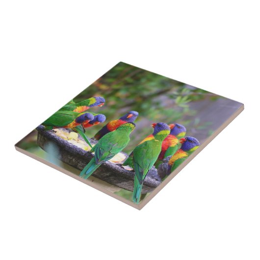 Farbenfrohe Regenbogen-Lorikeet-Papageien essen Fliese (Seite)