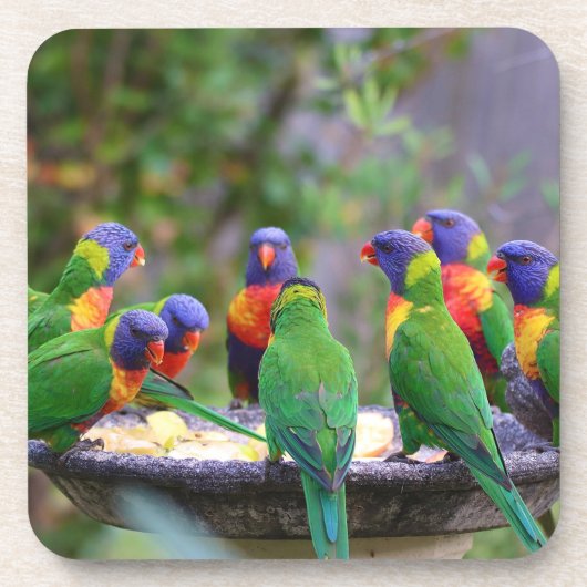 Farbenfrohe Regenbogen-Lorikeet-Papageien essen Getränkeuntersetzer (Vorderseite)