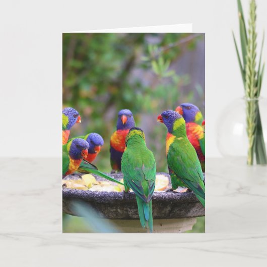 Farbenfrohe Regenbogen-Lorikeet-Papageien essen Karte (Vorderseite)