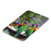 Farbenfrohe Regenbogen-Lorikeet-Papageien essen Magnet (Linke Seite)