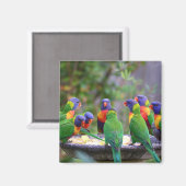 Farbenfrohe Regenbogen-Lorikeet-Papageien essen Magnet (Vorderseite/Rückseite)