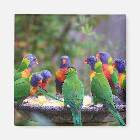 Farbenfrohe Regenbogen-Lorikeet-Papageien essen Magnet (Vorne)