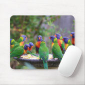 Farbenfrohe Regenbogen-Lorikeet-Papageien essen Mousepad (Mit Mouse)