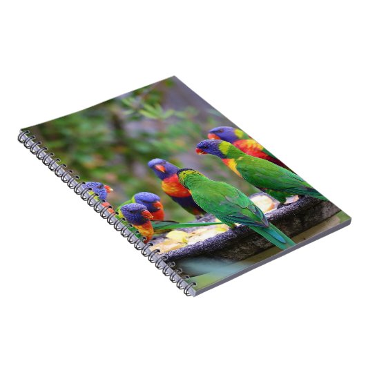 Farbenfrohe Regenbogen-Lorikeet-Papageien essen Notizblock (Rechte Seite)