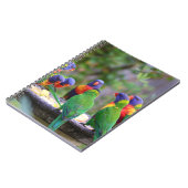 Farbenfrohe Regenbogen-Lorikeet-Papageien essen Notizblock (Linke Seite)