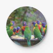 Farbenfrohe Regenbogen-Lorikeet-Papageien essen Pappteller (Vorderseite)