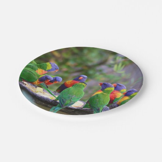Farbenfrohe Regenbogen-Lorikeet-Papageien essen Pappteller (Schrägansicht)