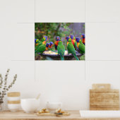 Farbenfrohe Regenbogen-Lorikeet-Papageien essen Poster (Küche)