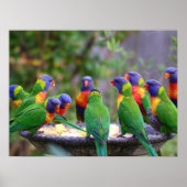 Farbenfrohe Regenbogen-Lorikeet-Papageien essen Poster (Vorne)