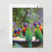 Farbenfrohe Regenbogen-Lorikeet-Papageien essen Postkarte (Vorne/Hinten)