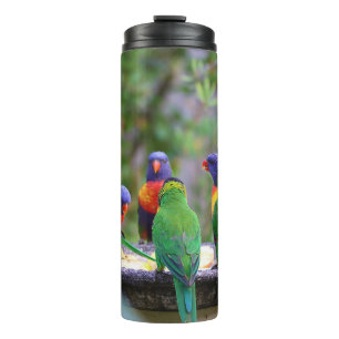 Farbenfrohe Regenbogen-Lorikeet-Papageien essen Thermosbecher