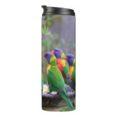 Farbenfrohe Regenbogen-Lorikeet-Papageien essen Thermosbecher (Nach rechts gedreht)