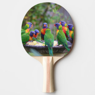 Farbenfrohe Regenbogen-Lorikeet-Papageien essen Tischtennis Schläger