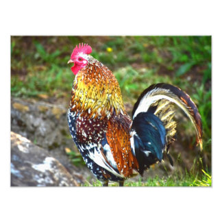 Farbenfrohe Rooster - Kauai, Hawaii Fotodruck