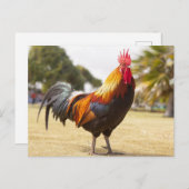 Farbenfrohe Rooster Stehend im Gras Postkarte (Vorne/Hinten)