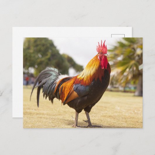 Farbenfrohe Rooster Stehend im Gras Postkarte (Vorne/Hinten)