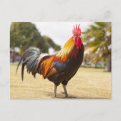 Farbenfrohe Rooster Stehend im Gras Postkarte (Vorderseite)