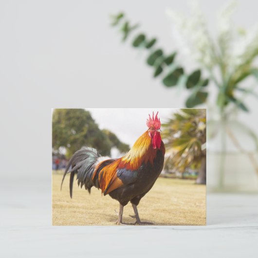Farbenfrohe Rooster Stehend im Gras Postkarte (Stehend Vorderseite)