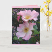 Farbenfrohe rosa Sparrieshoop Rose Grüße Karte (Gelbe Blume)