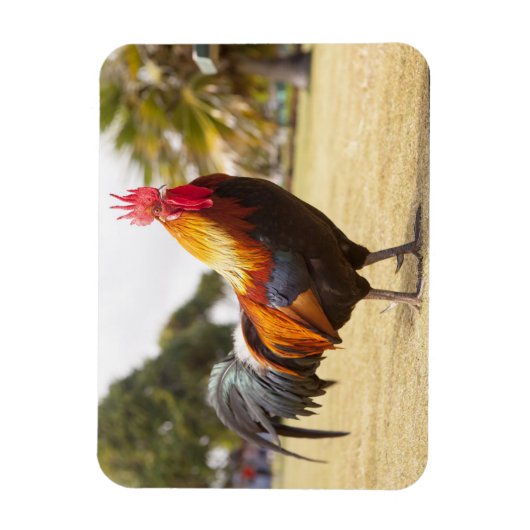 Farbenfrohe Roster auf Gras Magnet (Vertikal)