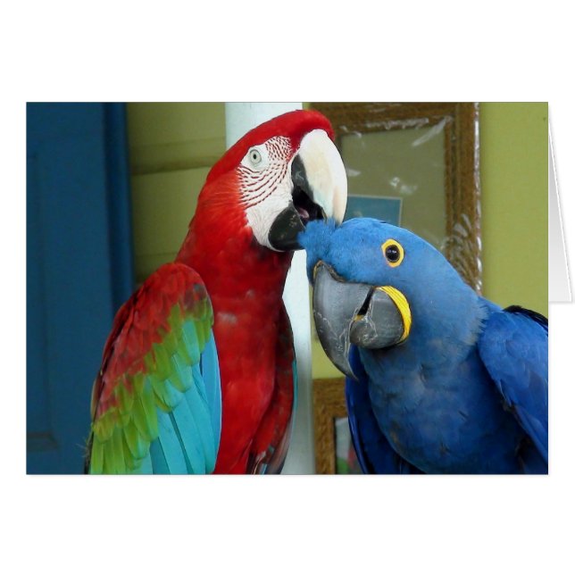 Farbenfrohe rote und blaue Macaws (Vorderseite (Horizontal))
