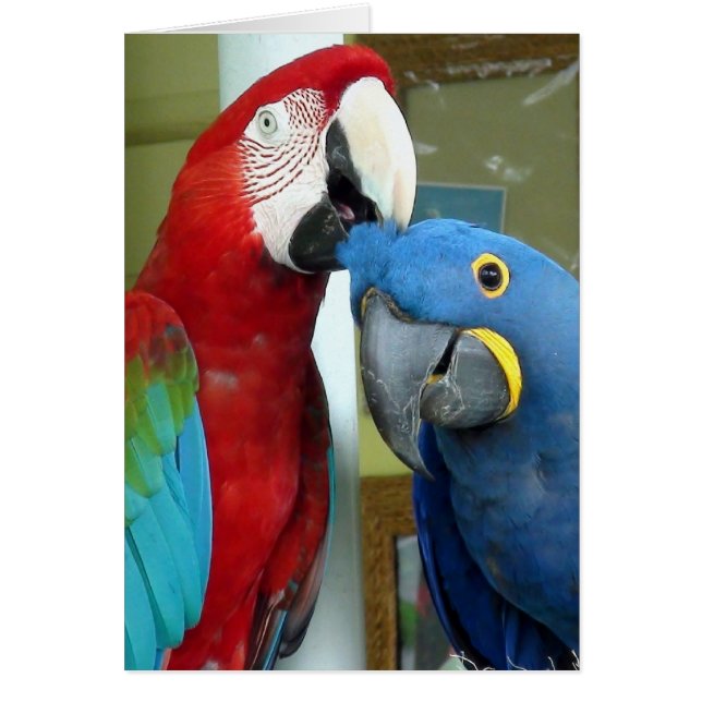 Farbenfrohe rote und blaue Macaws (Vorne)