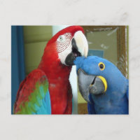 Farbenfrohe rote und blaue Macaws