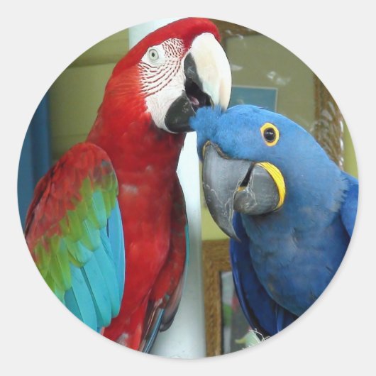 Farbenfrohe rote und blaue Macaws Runder Aufkleber (Vorderseite)