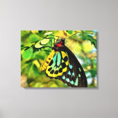 Farbenfrohe Schmetterlinge auf der Leinwand (Vorderseite)