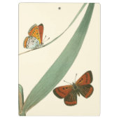 Farbenfrohe Schmetterlinge flattern um ein Blatt Klemmbrett (Rückseite)