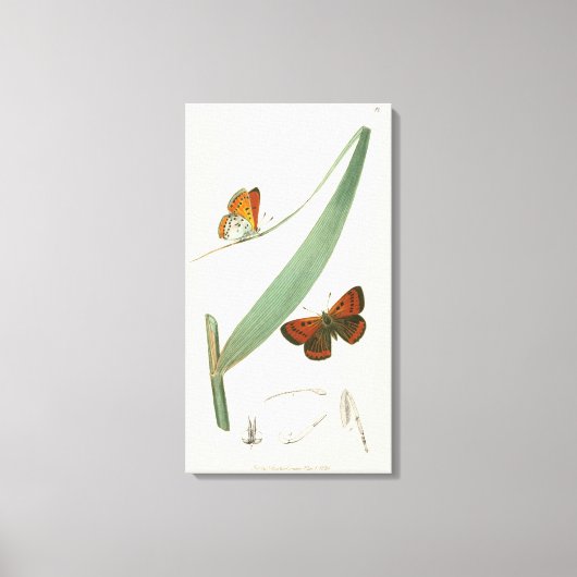 Farbenfrohe Schmetterlinge flattern um ein Blatt Leinwanddruck (Vorderseite)