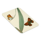 Farbenfrohe Schmetterlinge flattern um ein Blatt Magnet (Rechte Seite)