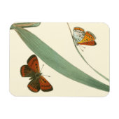 Farbenfrohe Schmetterlinge flattern um ein Blatt Magnet (Horizontal)