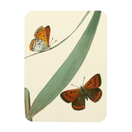 Farbenfrohe Schmetterlinge flattern um ein Blatt Magnet (Vertikal)