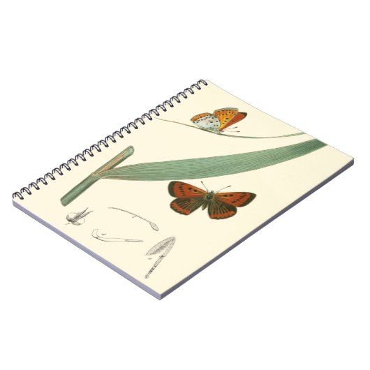 Farbenfrohe Schmetterlinge flattern um ein Blatt Notizblock (Linke Seite)