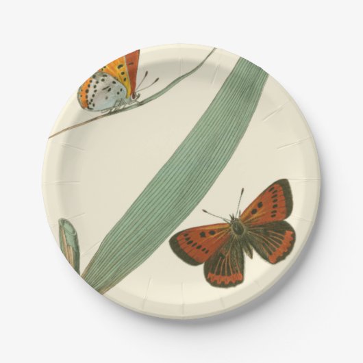 Farbenfrohe Schmetterlinge flattern um ein Blatt Pappteller (Vorderseite)