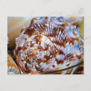 Farbenfrohe Seashell Postcard Postkarte