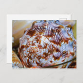 Farbenfrohe Seashell Postcard Postkarte (Vorne/Hinten)