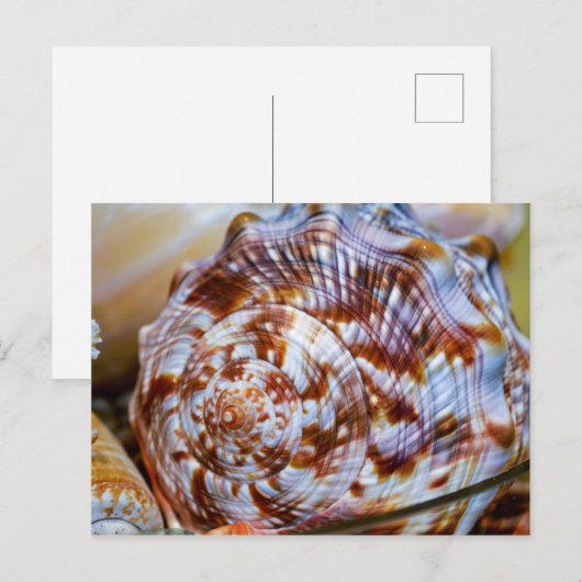 Farbenfrohe Seashell Postcard Postkarte (Vorne/Hinten)