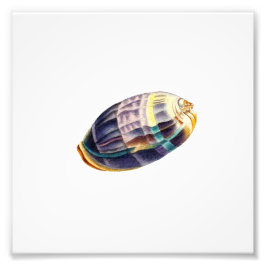 Farbenfrohe Seashell Sea Beach Wassersportler Fotodruck