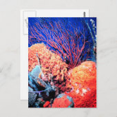 Farbenfrohe Seesammlung Postcard Postkarte (Vorne/Hinten)