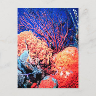 Farbenfrohe Seesammlung Postcard Postkarte
