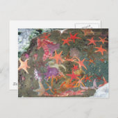 Farbenfrohe Seestars Postkarte (Vorne/Hinten)