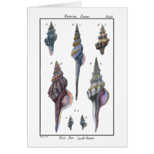 Farbenfrohe Seven Seashells