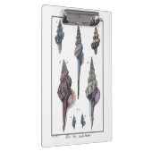 Farbenfrohe Seven Seashells Klemmbrett (Rechts)