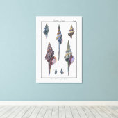 Farbenfrohe Seven Seashells Leinwanddruck (Insitu (Holzboden))
