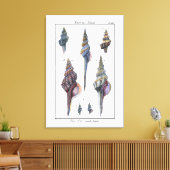 Farbenfrohe Seven Seashells Leinwanddruck (Insitu (Wohnzimmer))