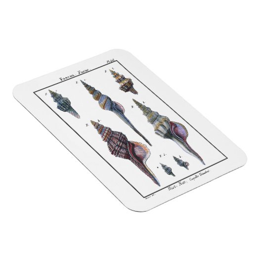 Farbenfrohe Seven Seashells Magnet (Rechte Seite)